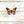 Load image into Gallery viewer, 611fc05e3c4ce80992caae23_monarch-butterfly-sticker_1753884267910.jpg
