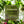 Load image into Gallery viewer, Lemongrass Shower Steamer
