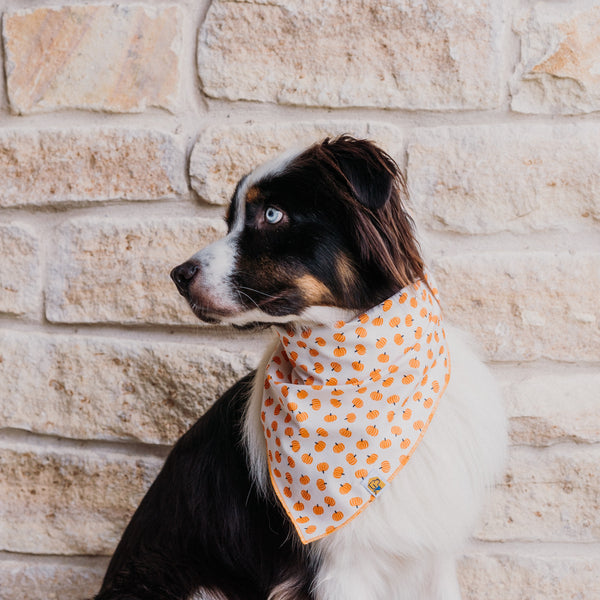 Tiny Pumpkins Dog Banana - 2